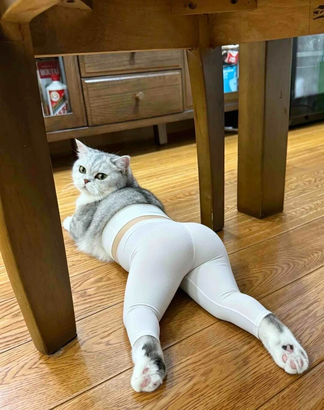 image_肠包蛋也进入瑜伽裤时代话题_奇奇..._0.png