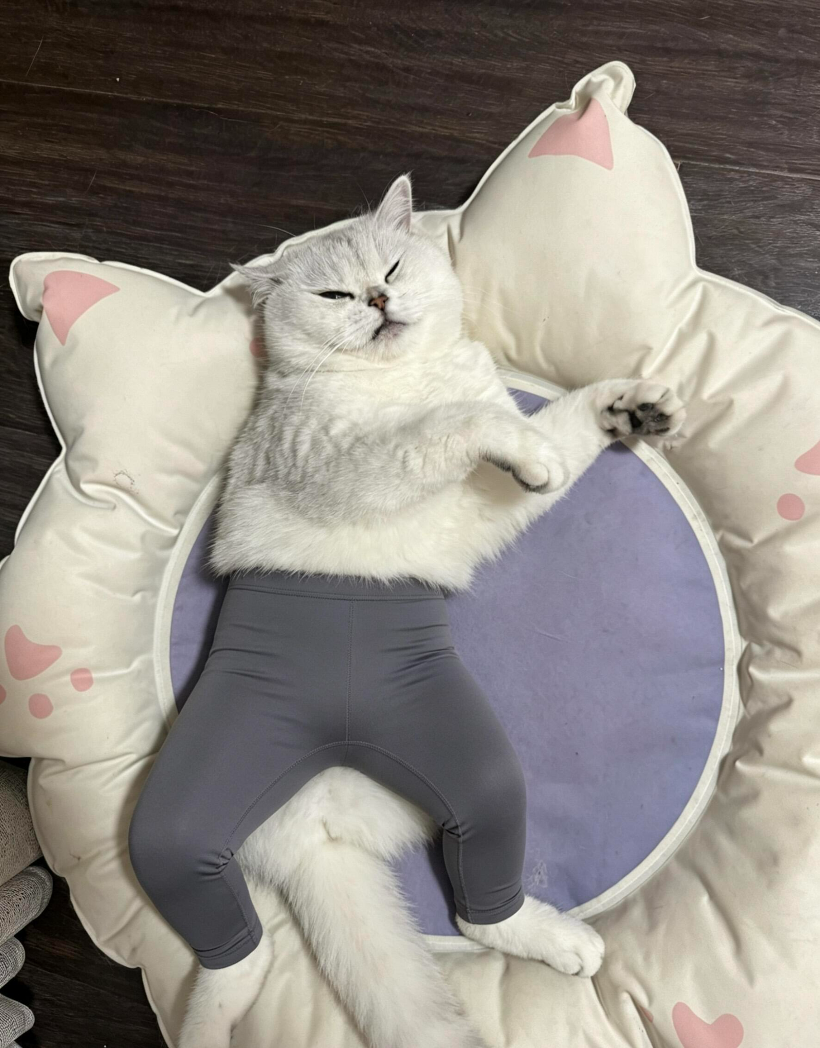 image_奇奇怪怪的猫咪话题_谁能拒绝会劈..._1.png