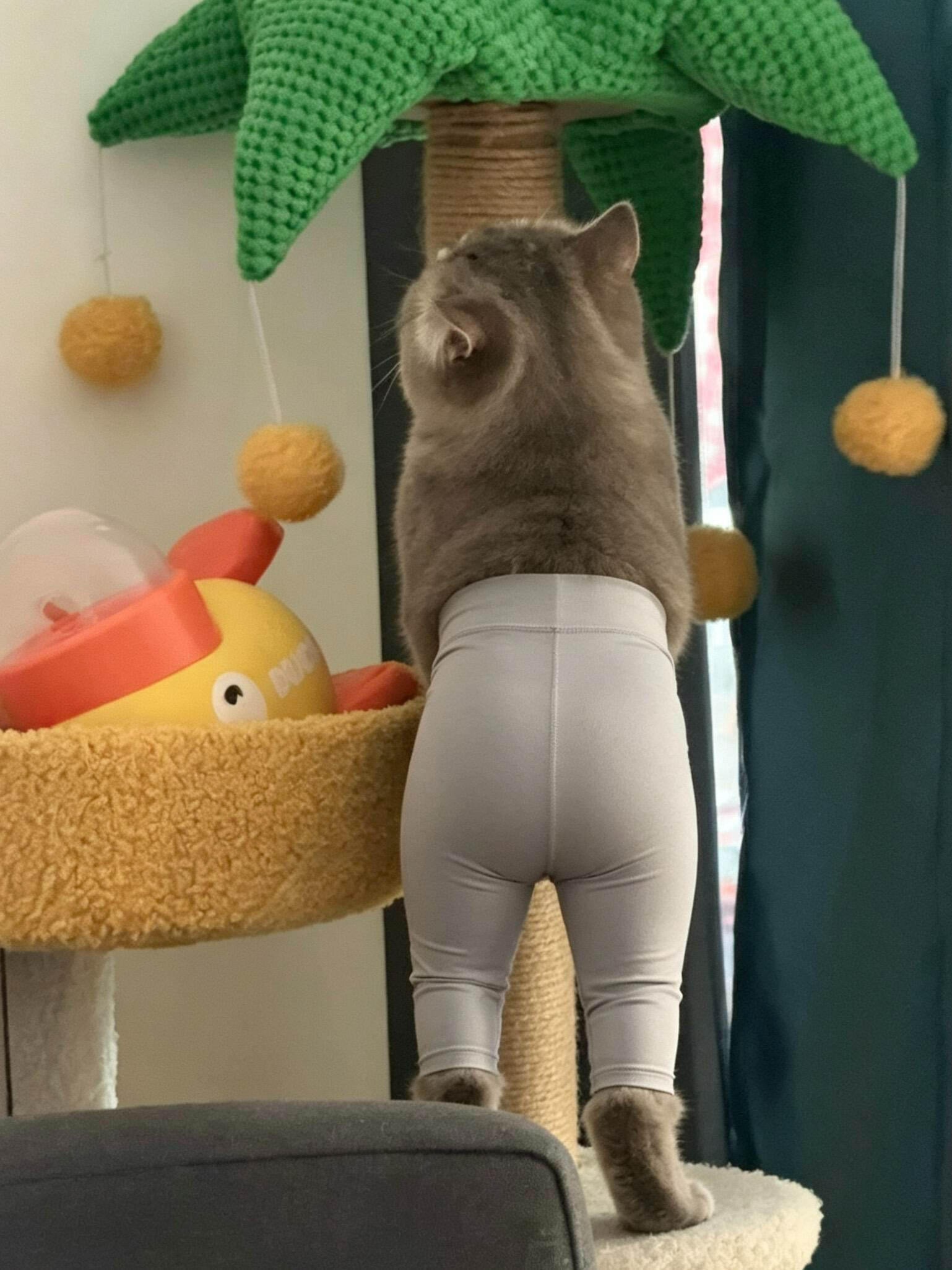 image_我家小豆豆也穿上瑜伽裤了_肠包蛋..._0.png
