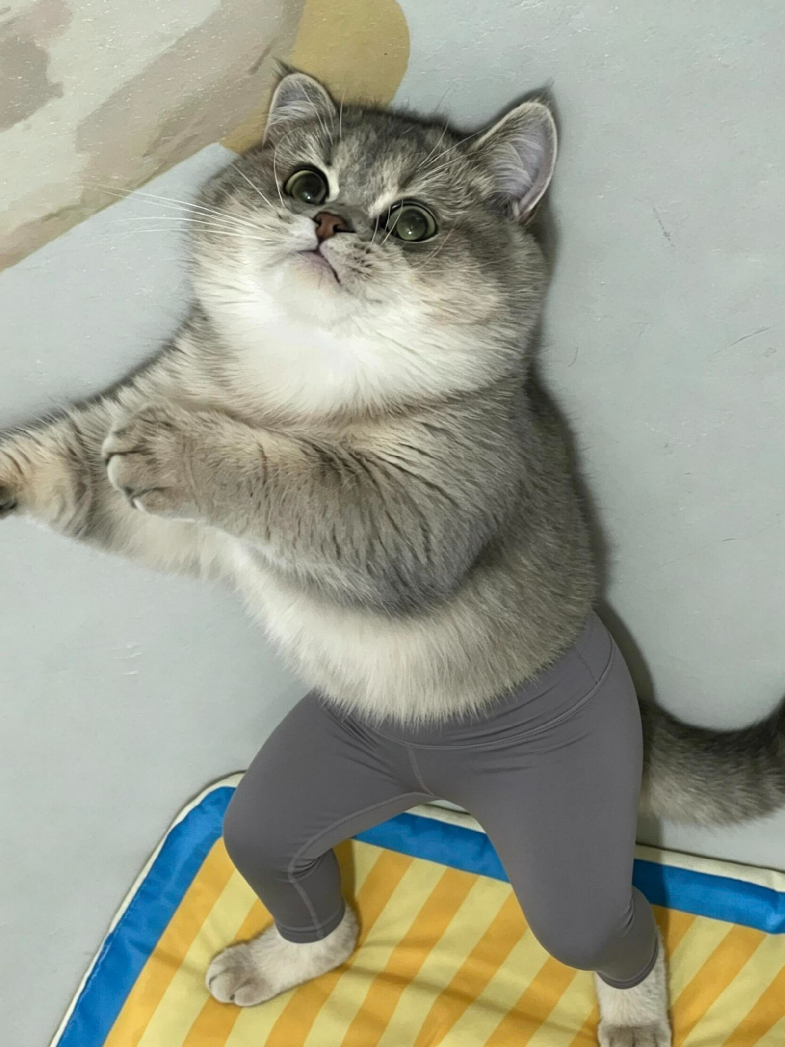 image_我家小豆豆也穿上瑜伽裤了_肠包蛋..._3.png