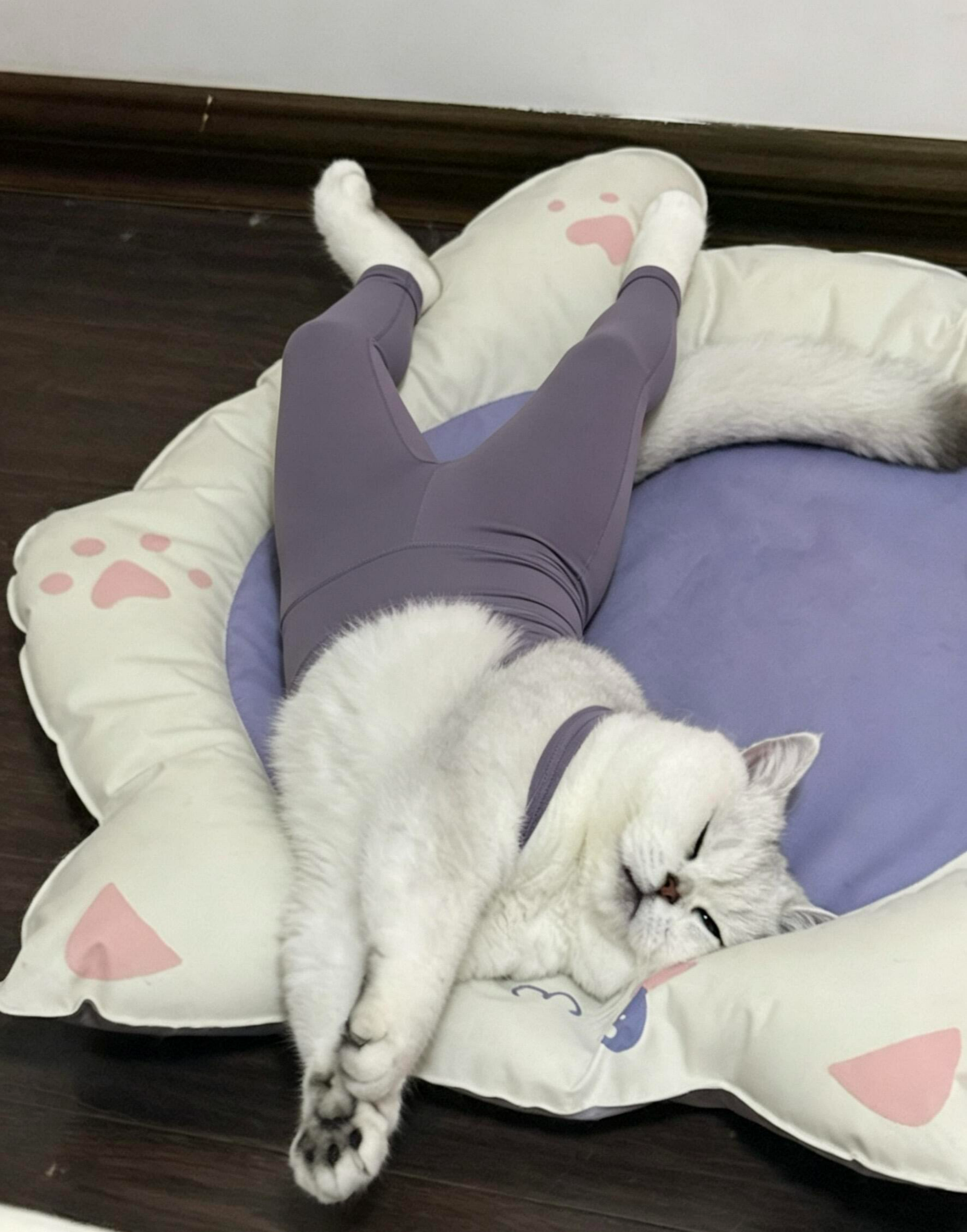 image_奇奇怪怪的猫咪话题_谁能拒绝会劈..._2.png